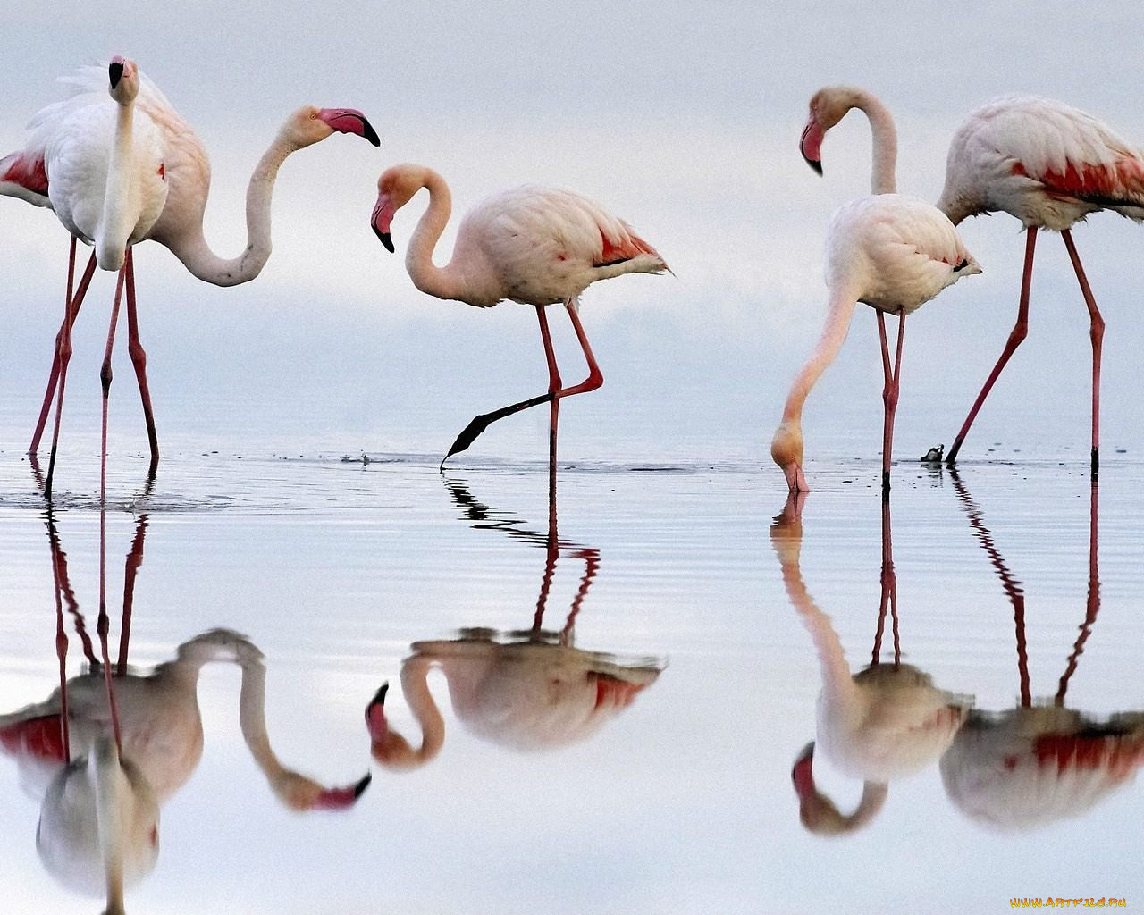 , 
